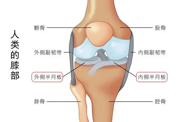 人类膝部结构图