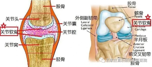 膝关节